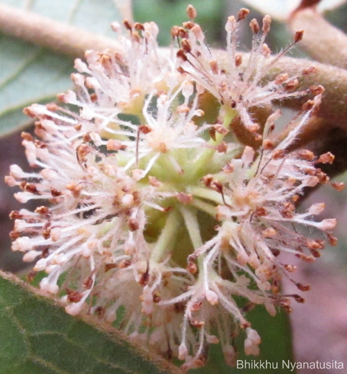 Litsea quinqueflora (Dennst.) C.R.Suresh